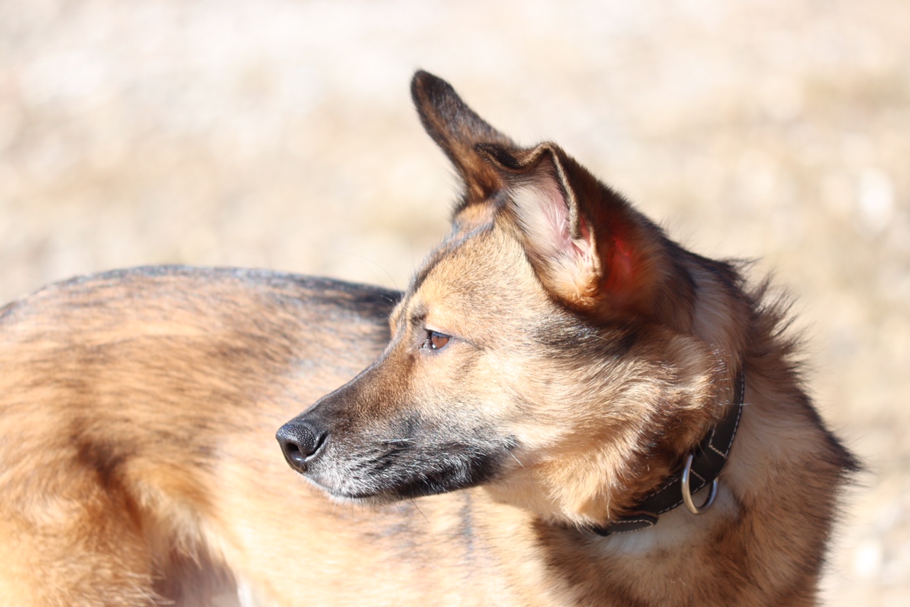 Woher weiß mein Hund, wie er heißt?